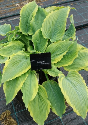 Хоста Спартакус (1шт) 3708