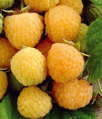 Малина Олл Голд 7209