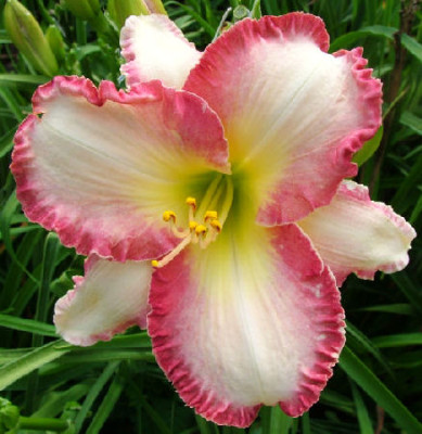 Лилейник Ши Гот Зе Лук (1шт)