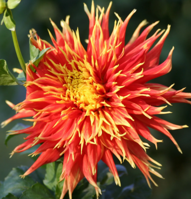 Георгин Шоу Енд Телл 1шт