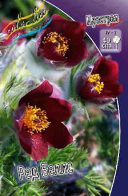 Прострел Ред Беллс (Вульгарис Красный) (1шт) 669