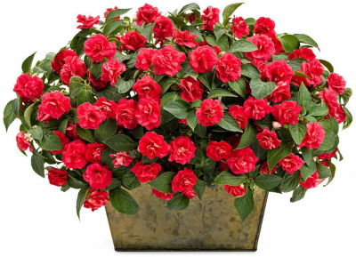 Бальзамин Валлера Атена Ред 8шт (ампула)