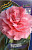 Гвоздика Романс(1шт) 4073