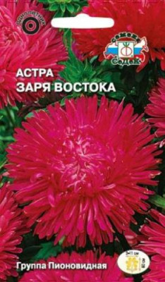 Астра Заря Востока (пионовидная, рубиново-красная)