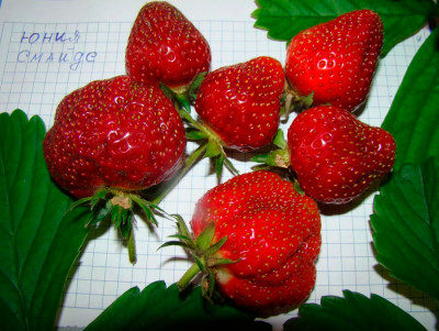 Земляника (Клубника) Юния Смайдс в стаканчике