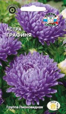 Астра Графиня (пионовидная, пурпурно-лиловая)
