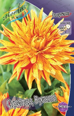 Георгин Стрипед Вулкан 1шт 4006