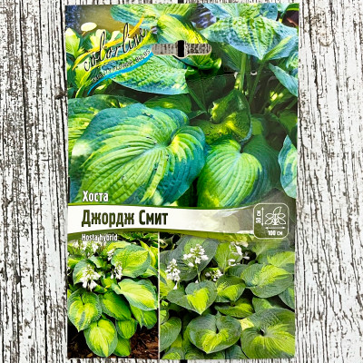 Хоста ДЖОРДЖ СМИТ