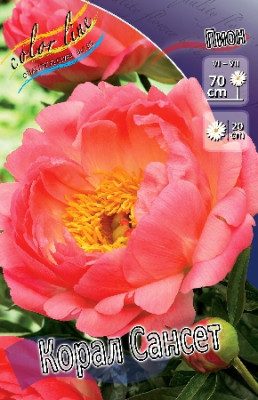 Пион Корал Сансет 1шт