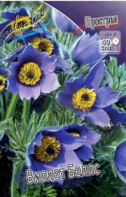 Прострел Виолет Беллс (Вульгарис Синий) (1шт) 1852