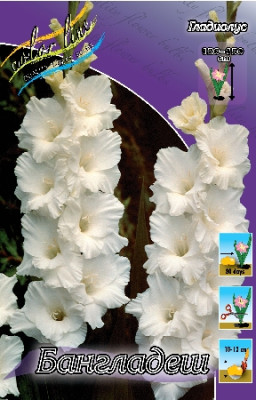 Гладиолус Бангладеш (1шт) 2748