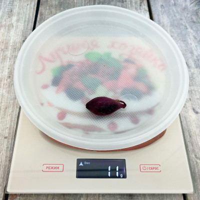 Лук севок КАРМЕН (3)