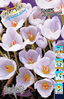 Крокус Зефир осеннецветущий (8шт) 6639