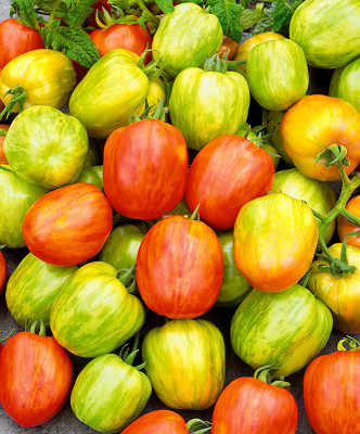 Томат Непоседа Тайгресс F1 3шт