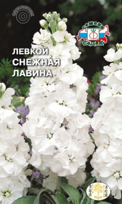 Левкой Снежная лавина (маттиола) белый