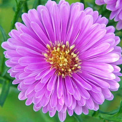 Астра Патрисия Баллард (1шт) Р-013