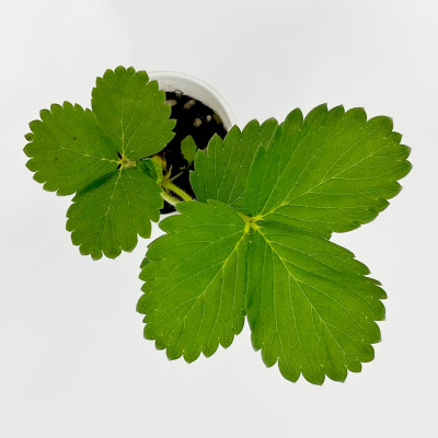 Клубника КИМБЕРЛИ (2)