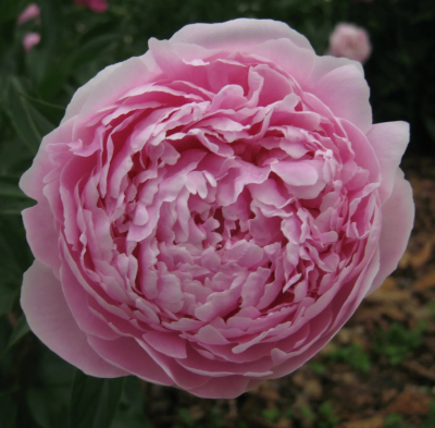 Пион Миртл Джентри (1шт)