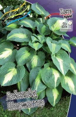 Хоста Лейксайд Пейсли Принт (1шт) 5817