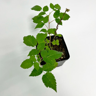 Малина Глен Файн С1 (2)