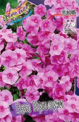 Флокс Эва Куллум (1шт) 4836