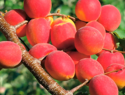 Абрикос Саратовский Рубин