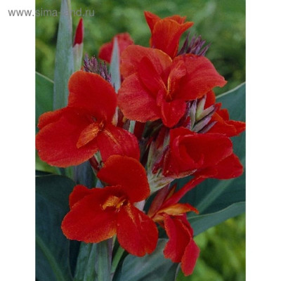 Канна Президент (зелен.) 2шт