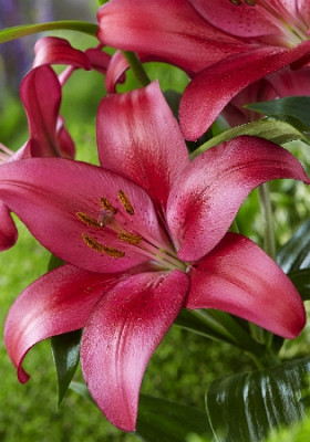 Лилия Оппортунити (1шт) 7216