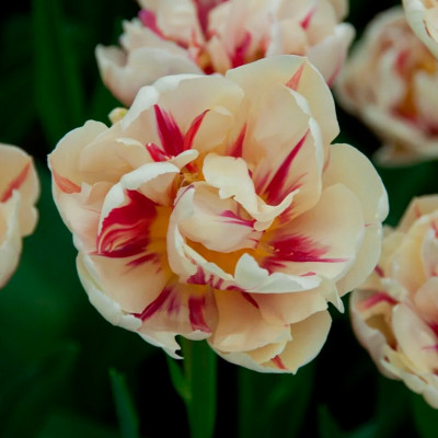 Тюльпан Флэминг Маргарита (1шт)