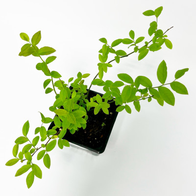 Голубика Норд Блю (Р9)