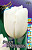 Тюльпан Роял Вирджин (1шт) 2694