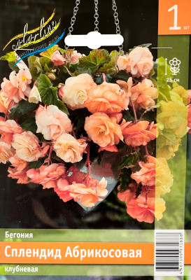 Бегония Сплендид Абрикосовая (1шт)