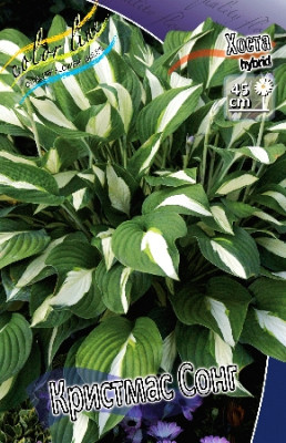 Хоста Кристмас Сонг (2) 3788