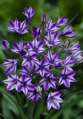 Трителейя Руди (10шт) 6760