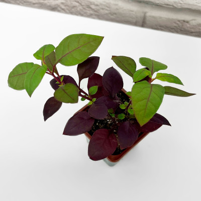 Альтернантера саженцы микс (2)