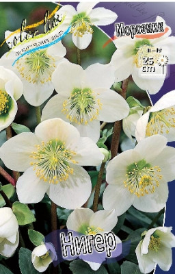 Морозник Нигер 1шт