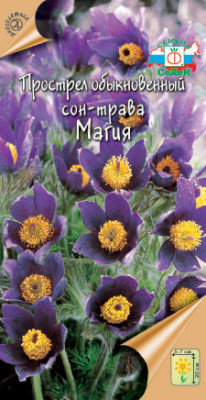 Прострел /сон-трава/ Магия сине- фиолетовая
