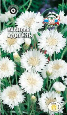 Василек Адигель (белоснежный)