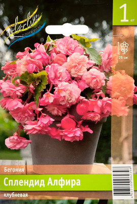 Бегония Сплендид Алфира (1шт)