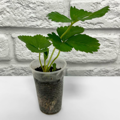 Клубника КИМБЕРЛИ