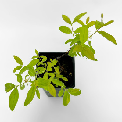 Жимолость Морена (2)