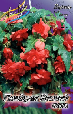 Бегония Пендула Каскад Алая (1шт) 939