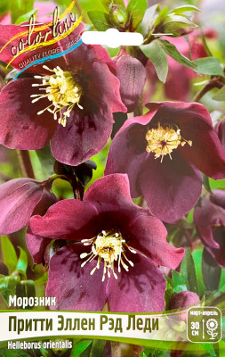 Морозник Притти Эллен Ред Леди (1шт)