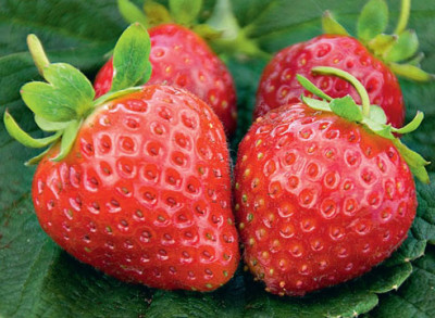 Земляника (Клубника) Свит Эви в кассете