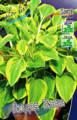 Хоста Голден Тиара 5шт 2365