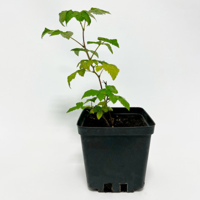 Малина Оттава C1