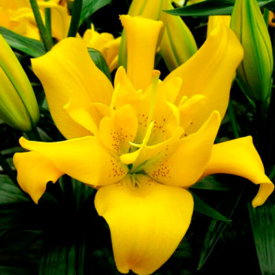 Лилия Сандью (1шт)