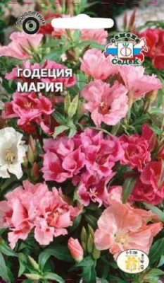 Годеция крупноцветковая Мария махровая