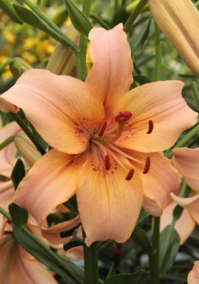 Лилия Перл Джессика (1шт) 6582