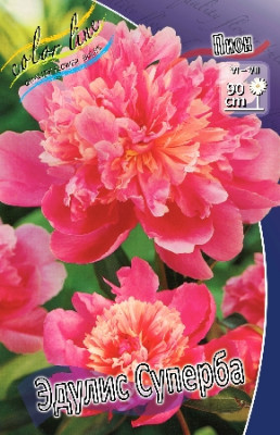 Пион Эдулис Суперба (1шт)